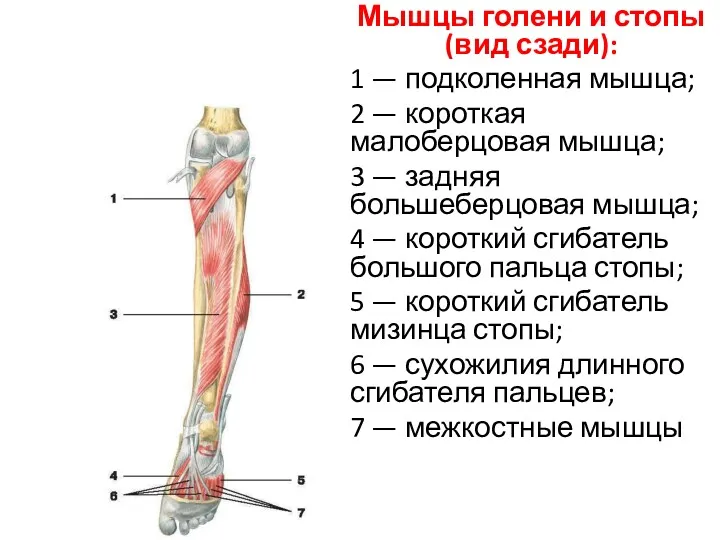 Мышцы голени и стопы (вид сзади): 1 — подколенная мышца;