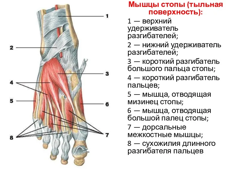 Мышцы стопы (тыльная поверхность): 1 — верхний удерживатель разгибателей; 2