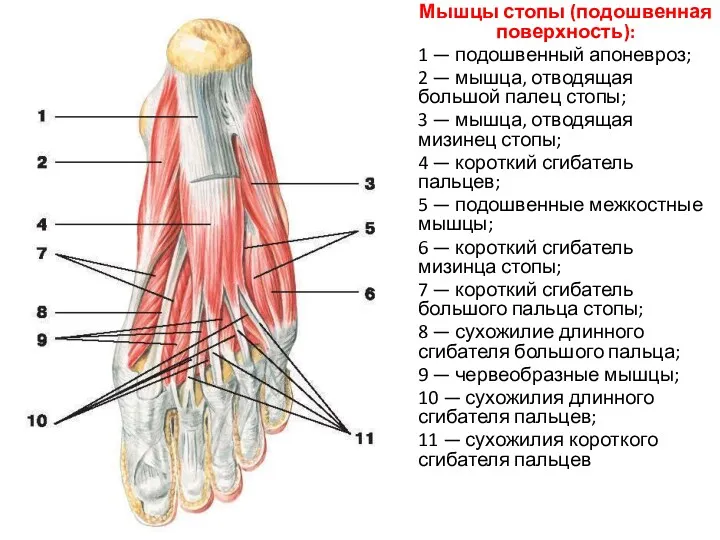 Мышцы стопы (подошвенная поверхность): 1 — подошвенный апоневроз; 2 —