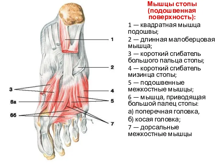 Мышцы стопы (подошвенная поверхность): 1 — квадратная мышца подошвы; 2