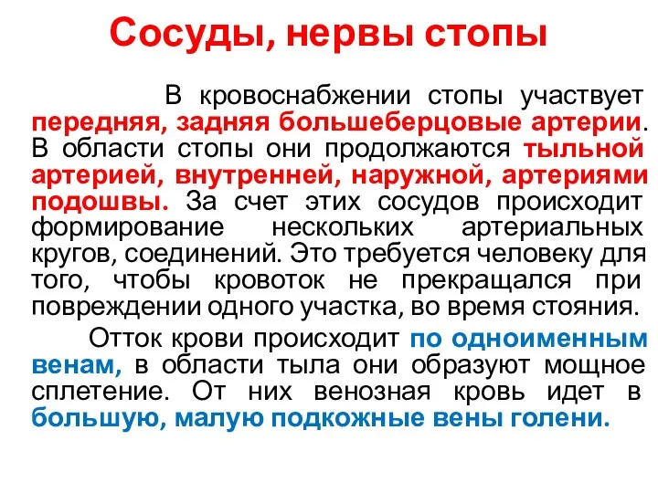 Сосуды, нервы стопы В кровоснабжении стопы участвует передняя, задняя большеберцовые