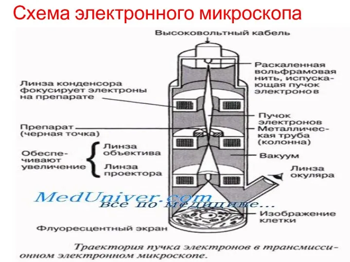 Схема электронного микроскопа