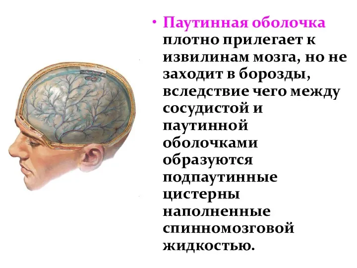 Паутинная оболочка плотно прилегает к извилинам мозга, но не заходит