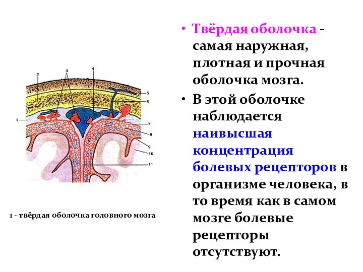 Твёрдая оболочка - самая наружная, плотная и прочная оболочка мозга.