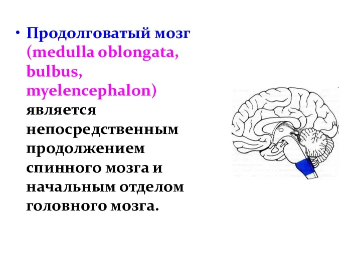Продолговатый мозг (medulla oblongata, bulbus, myelencephalon) является непосредственным продолжением спинного мозга и начальным отделом головного мозга.