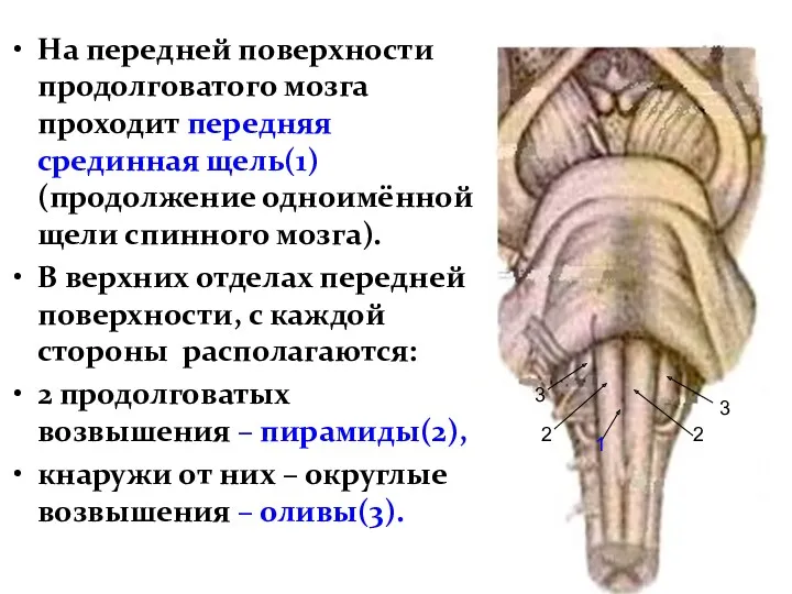 На передней поверхности продолговатого мозга проходит передняя срединная щель(1) (продолжение