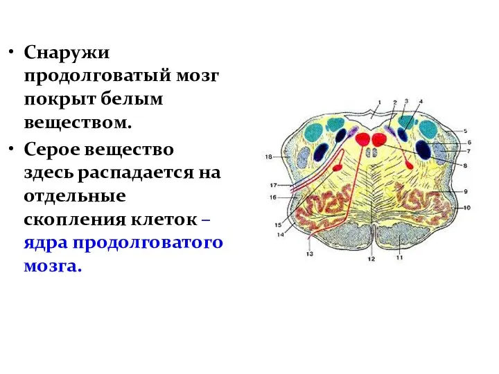 Снаружи продолговатый мозг покрыт белым веществом. Серое вещество здесь распадается