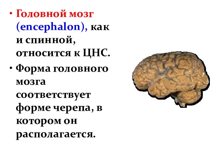 Головной мозг (encephalon), как и спинной, относится к ЦНС. Форма