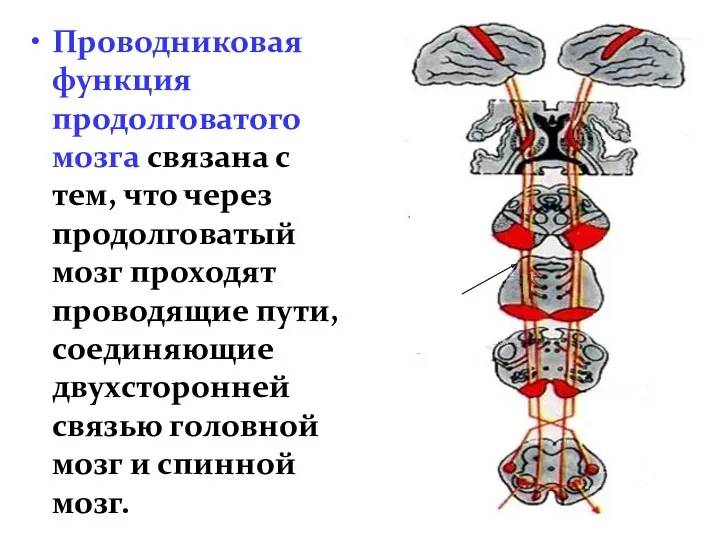 Проводниковая функция продолговатого мозга связана с тем, что через продолговатый