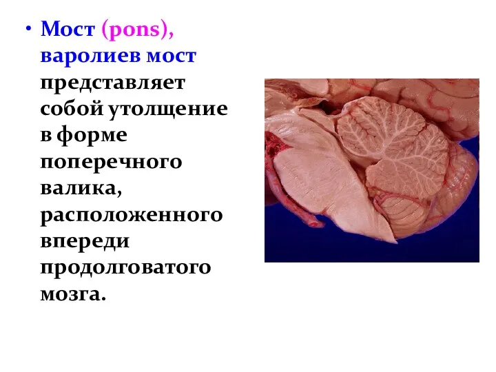 Мост (pons), варолиев мост представляет собой утолщение в форме поперечного валика, расположенного впереди продолговатого мозга.