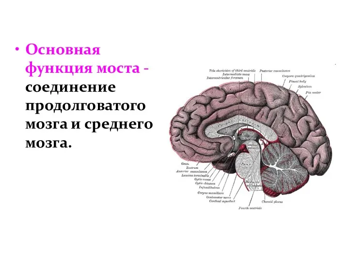 Основная функция моста - соединение продолговатого мозга и среднего мозга.