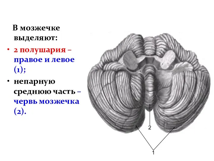 В мозжечке выделяют: 2 полушария – правое и левое(1); непарную