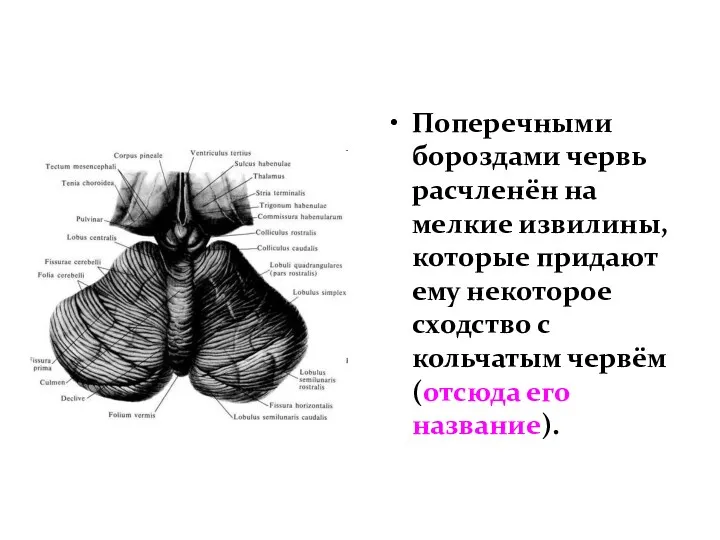 Поперечными бороздами червь расчленён на мелкие извилины, которые придают ему