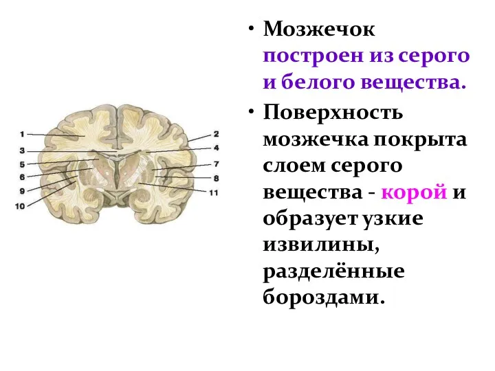 Мозжечок построен из серого и белого вещества. Поверхность мозжечка покрыта