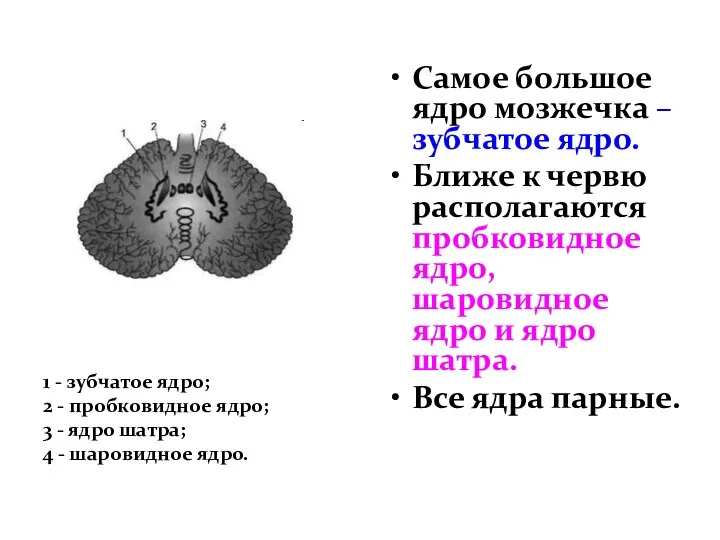 Самое большое ядро мозжечка – зубчатое ядро. Ближе к червю