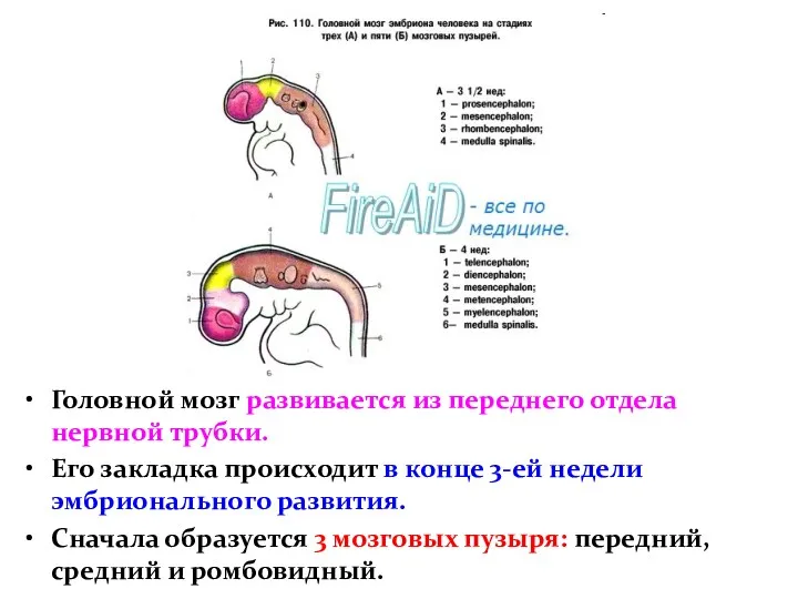 Головной мозг развивается из переднего отдела нервной трубки. Его закладка