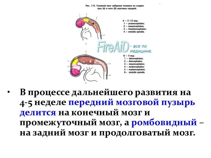 В процессе дальнейшего развития на 4-5 неделе передний мозговой пузырь