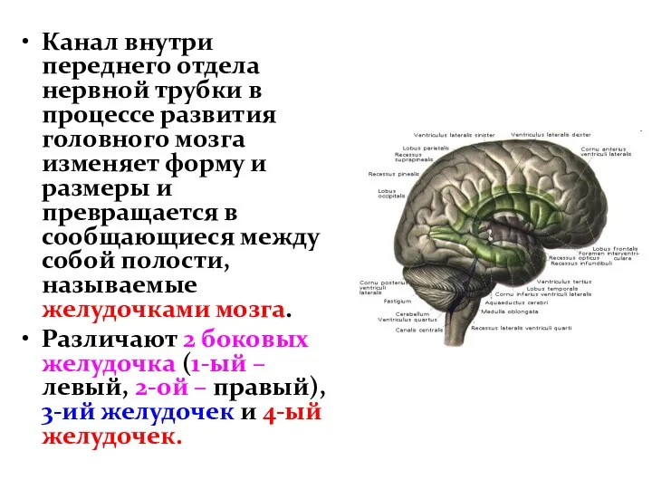 Канал внутри переднего отдела нервной трубки в процессе развития головного