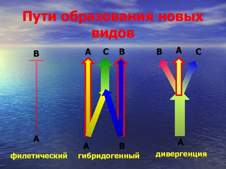 Пути образования новых видов филетический гибридогенный дивергенция А А А