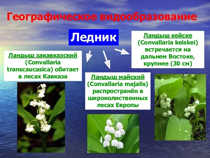 Географическое видообразование Ландыш майский (Convallaria majalis) распространён в широколиственных лесах