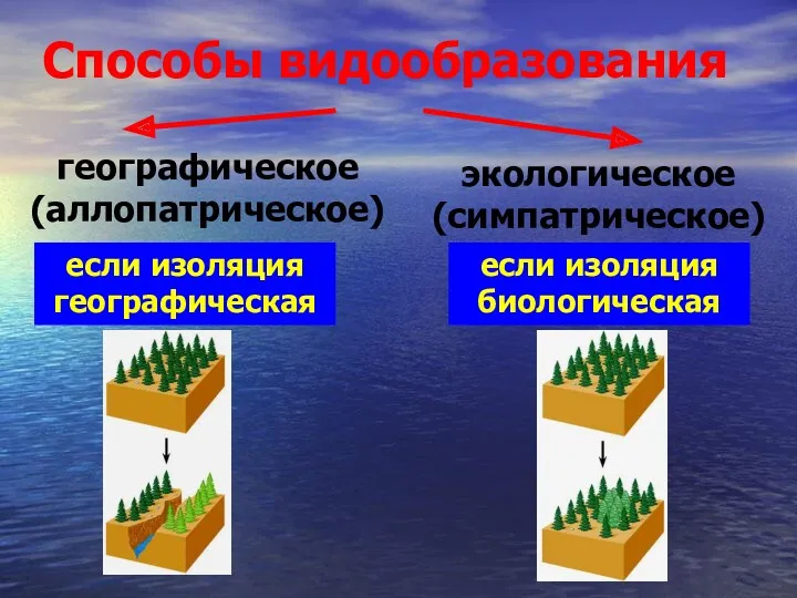 Способы видообразования географическое (аллопатрическое) экологическое (симпатрическое) если изоляция географическая если изоляция биологическая