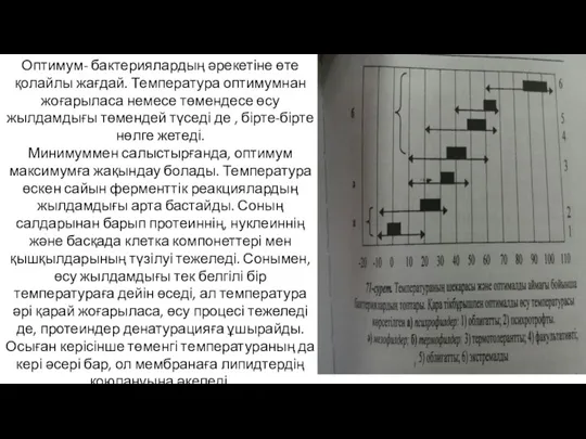 Оптимум- бактериялардың әрекетіне өте қолайлы жағдай. Температура оптимумнан жоғарыласа немесе