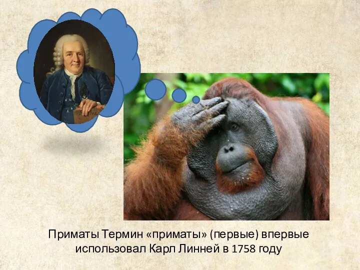 Приматы Термин «приматы» (первые) впервые использовал Карл Линней в 1758 году