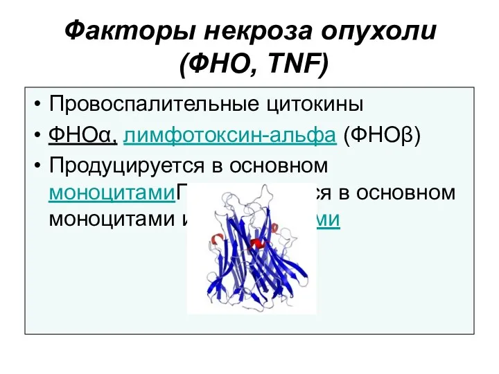 Факторы некроза опухоли (ФНО, TNF) Провоспалительные цитокины ФНОα, лимфотоксин-альфа (ФНОβ)