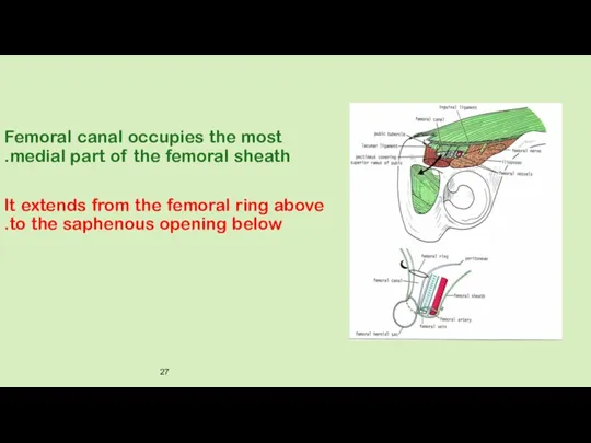 Femoral canal occupies the most medial part of the femoral