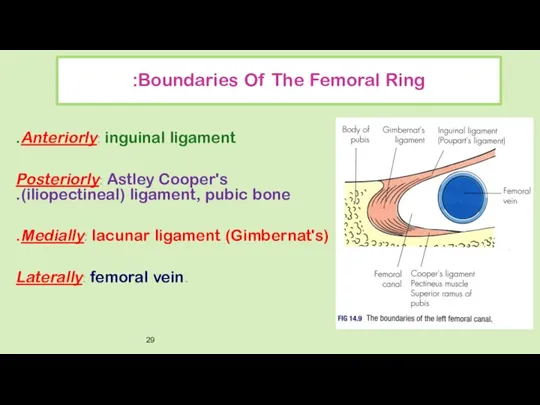 Boundaries Of The Femoral Ring: Anteriorly: inguinal ligament. Posteriorly: Astley