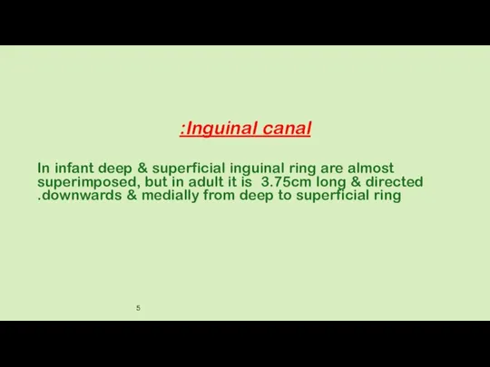 Inguinal canal: In infant deep & superficial inguinal ring are