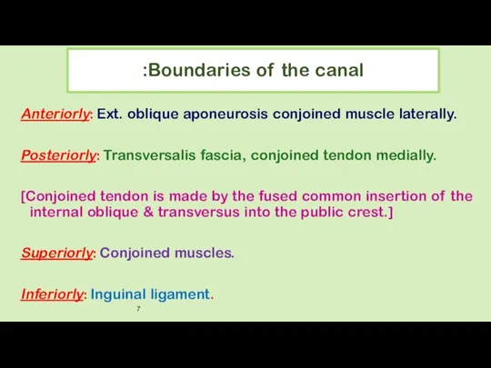 Boundaries of the canal: Anteriorly: Ext. oblique aponeurosis conjoined muscle