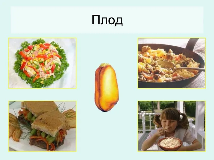 Плод