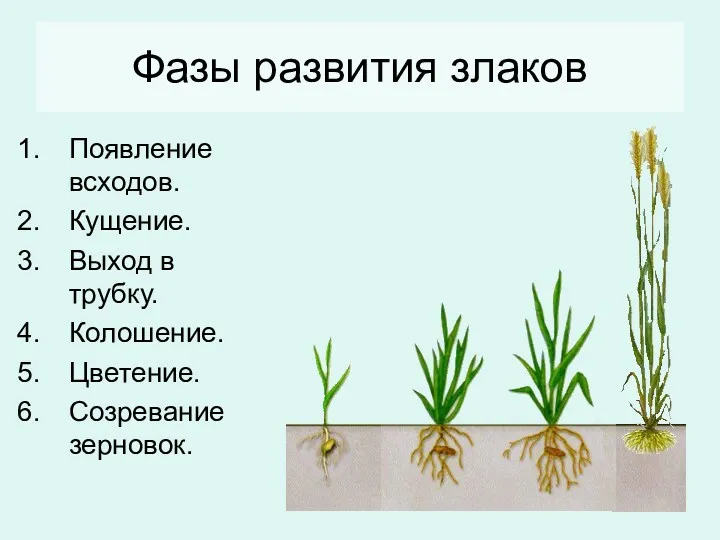 Фазы развития злаков Появление всходов. Кущение. Выход в трубку. Колошение. Цветение. Созревание зерновок.