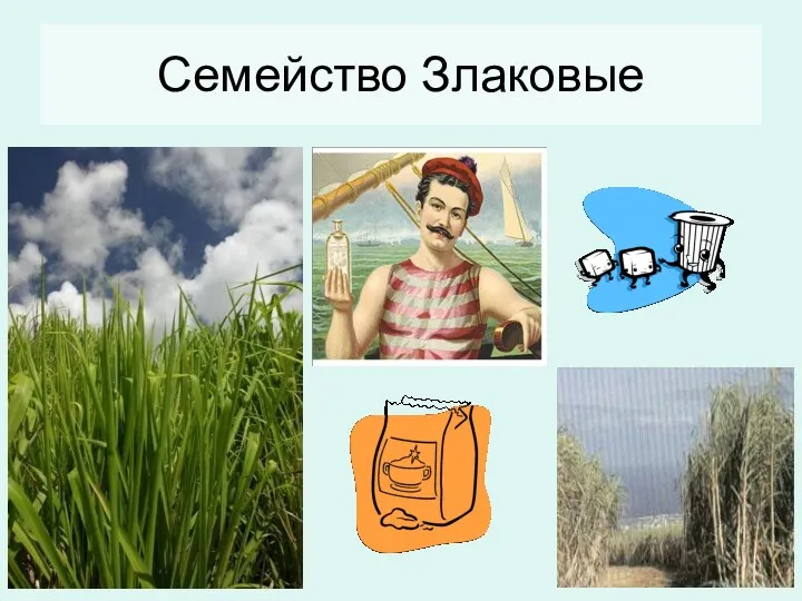 Семейство Злаковые