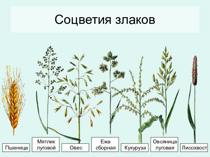 Соцветия злаков Ежа сборная Овсяница луговая Мятлик луговой Кукуруза Овес Лисохвост Пшеница