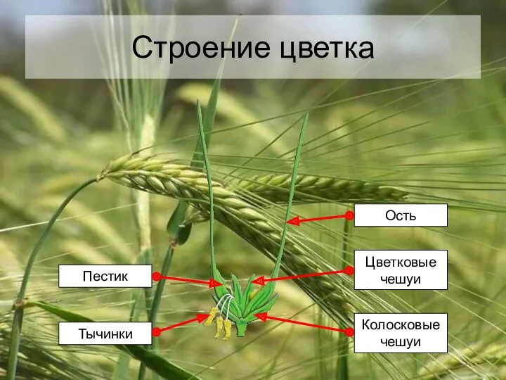 Строение цветка