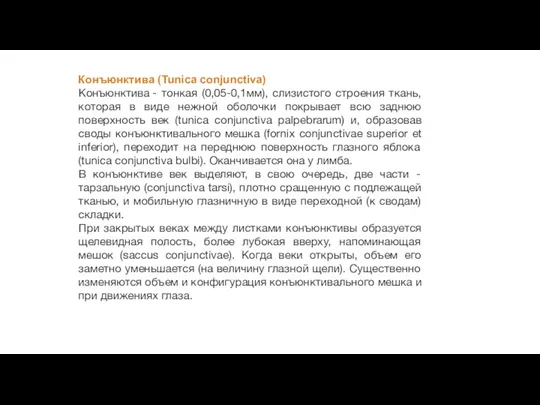 Конъюнктива (Tunica conjunctiva) Конъюнктива - тонкая (0,05-0,1мм), слизистого строения ткань,