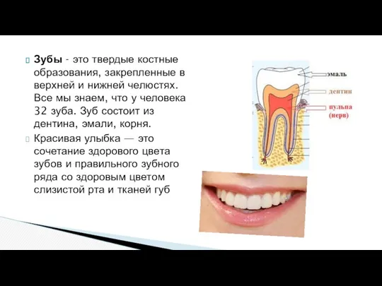 Зубы - это твердые костные образования, закрепленные в верхней и нижней челюстях. Все