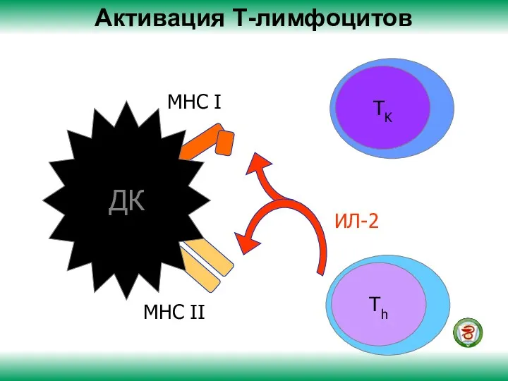 Активация Т-лимфоцитов MHC II MHC I