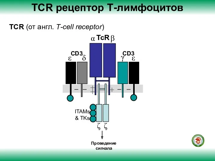 TCR (от англ. Т-сеll receptor) ТСR рецептор Т-лимфоцитов Проведение сигнала
