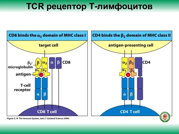 ТСR рецептор Т-лимфоцитов