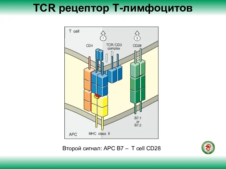 ТСR рецептор Т-лимфоцитов