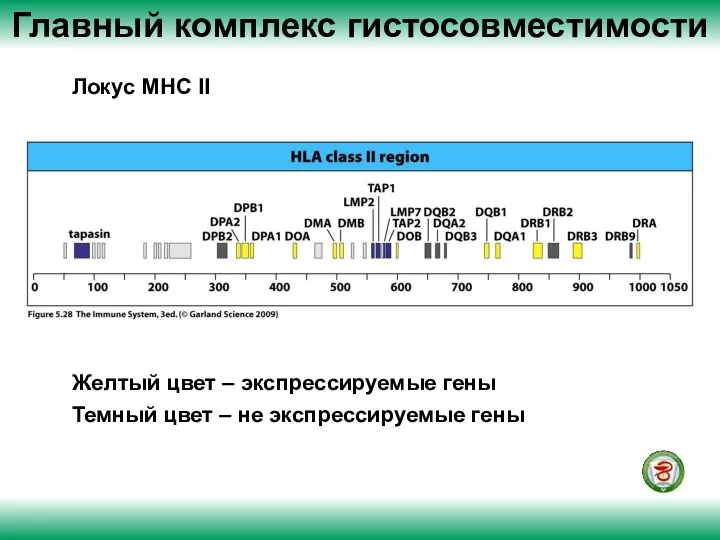 Главный комплекс гистосовместимости Локус МНС II Желтый цвет – экспрессируемые гены Темный цвет