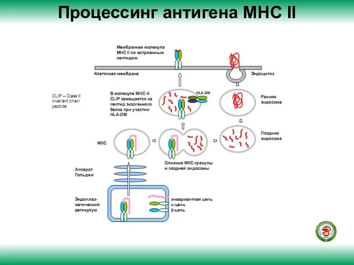 Процессинг антигена МНС II