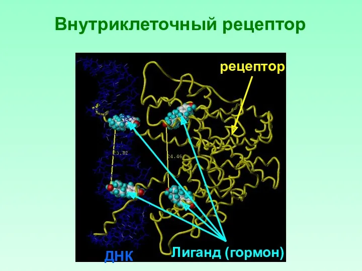 Внутриклеточный рецептор рецептор Лиганд (гормон) ДНК