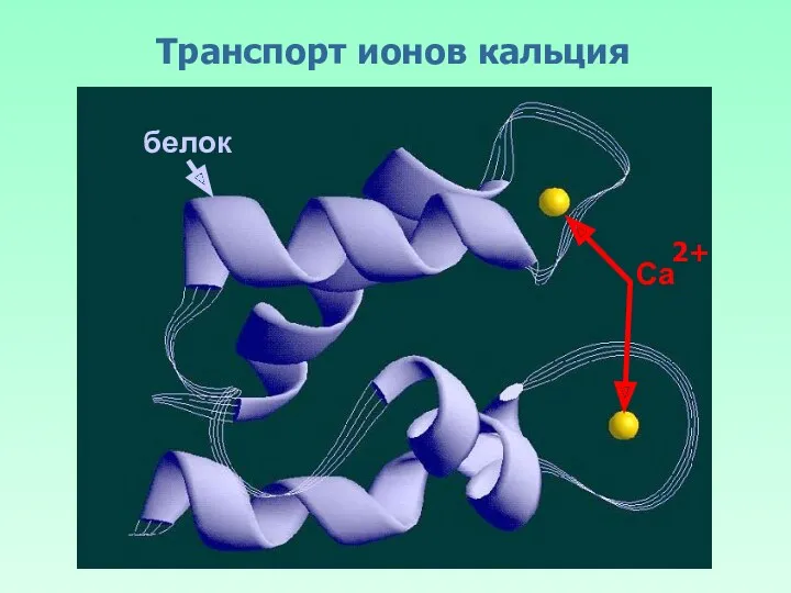 Транспорт ионов кальция Са 2+ белок