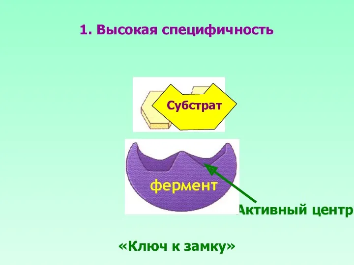 1. Высокая специфичность Активный центр «Ключ к замку»