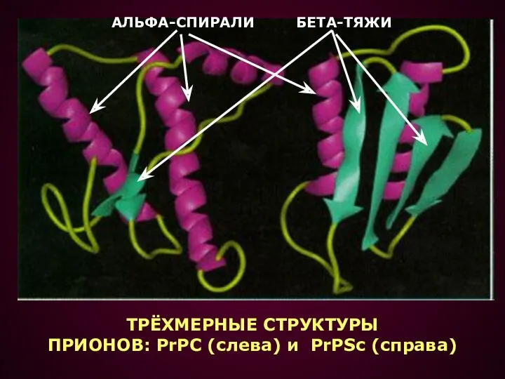 ТРЁХМЕРНЫЕ СТРУКТУРЫ ПРИОНОВ: PrPC (слева) и PrPSc (справа) АЛЬФА-СПИРАЛИ БЕТА-ТЯЖИ