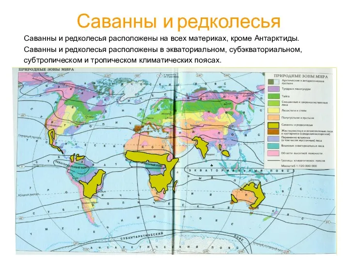 Саванны и редколесья Саванны и редколесья расположены на всех материках,